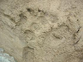 Отдых на Алтае : Отчеты : Поход «Озеро Каракабак - озеро Левое Шавлинское - река Юнгур - Шавлинские озера»