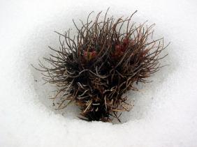 Отдых на Алтае : Отчеты : Поход «Озеро Каракабак - озеро Левое Шавлинское - река Юнгур - Шавлинские озера»