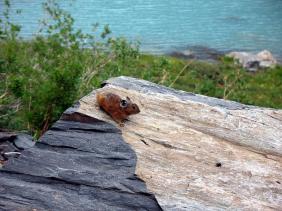 Отдых на Алтае : Отчеты : Поход «Озеро Каракабак - озеро Левое Шавлинское - река Юнгур - Шавлинские озера»