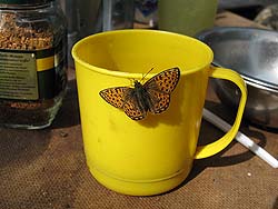 Горный Алтай : Алтаеведение : Гостья