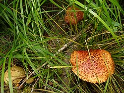 Горный Алтай : Алтаеведение : Горные маслята