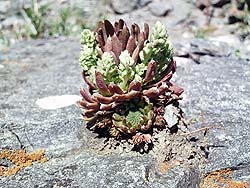 Горный Алтай : Алтаеведение : Заячья капуста