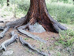 Горный Алтай : Алтаеведение : Экспонаты горной тайги