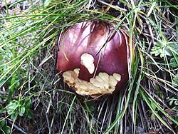 Горный Алтай : Алтаеведение : Экспонаты горной тайги