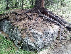 Горный Алтай : Алтаеведение : Экспонаты горной тайги