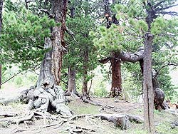 Горный Алтай : Алтаеведение : Крученые кедры