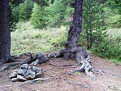 Горный Алтай : Алтаеведение : Сказочные деревья