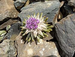 Горный Алтай : Алтаеведение : Обитатель высоты