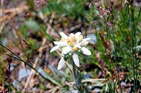 Горный Алтай : Ледники и озера Южно-Чуйского хребта (лето 2007) : Эдельвейсы