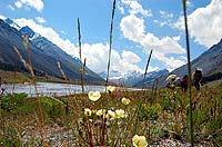 Горный Алтай : Ледники и озера Южно-Чуйского хребта (июль 2007) : Долина реки Талдура