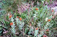 Горный Алтай : Ледники и озера Южно-Чуйского хребта (лето 2007) : Золотой корень (радиола розовая).