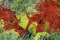 Горный Алтай : Ледники и озера Южно-Чуйского хребта (лето 2007) : Долина реки Аккол. Красно-зеленый мох.