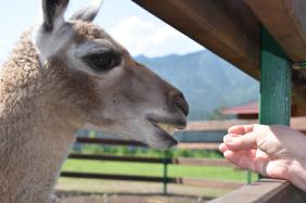 Горный Алтай : Лохматая ферма 