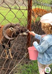 Горный Алтай : Лохматая ферма 