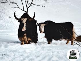 Горный Алтай : Развлечения в районе Чемала : Лохматая ферма