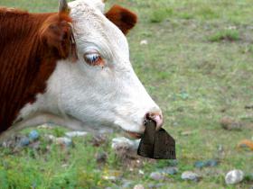 Горный Алтай : «Как вам мой пирсинг?»