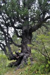 Горный Алтай : «Страна озёр». Дневник начинающего туриста : Волшебный кедр