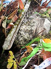 Горный Алтай : Экспедиция на плато Укок : Целебный источник