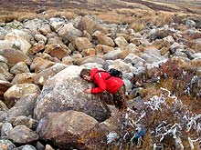Горный Алтай : Экспедиция на плато Укок : Целебный камень