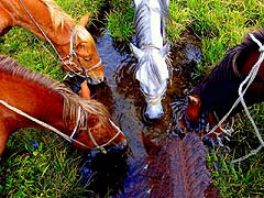 Конный поход на плато Укок : Кони на водопое