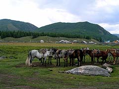 Конный поход на плато Укок : Кони готовы
