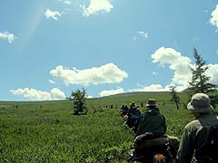 Конный поход на плато Укок : Лес сменился зарослями карликовой березы