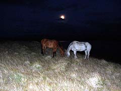 Конный поход на плато Укок : Пейзажи в лунном свете были умопомрачительные, но мой фотоаппарат не потянул