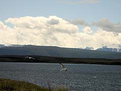 Конный поход на плато Укок : Чайки над озером Кальдинкуль