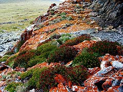 Конный поход на плато Укок : Мхи и лишайники в урочище Ушберток-Жайляу