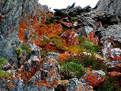 Конный поход на плато Укок : Урочище Ушберток-Жайляу : Буйство красок