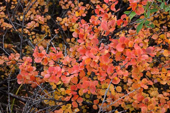 Карликовая березка