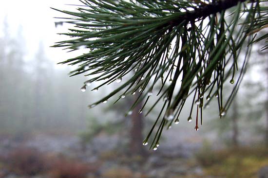 Туман в долине Актру