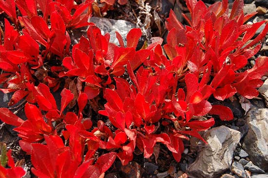 Красные листья