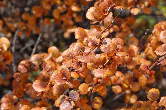 Карликовая березка