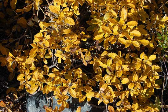 Золото Горного Алтая