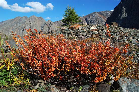 Карликовая березка