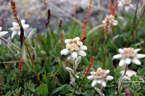 Эдельвейсы