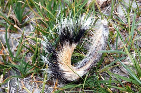 Хвост суслика