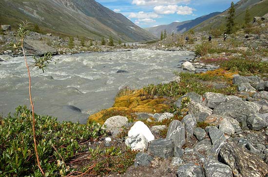 Мхи и лишайники. Долина реки Талдура