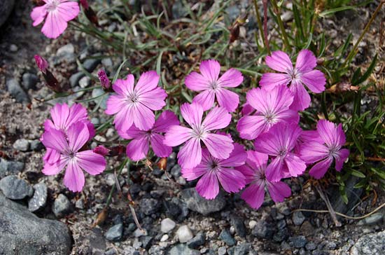 Гвоздики. Долина реки Талдура.