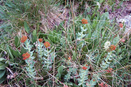 Золотой корень (радиола розовая).