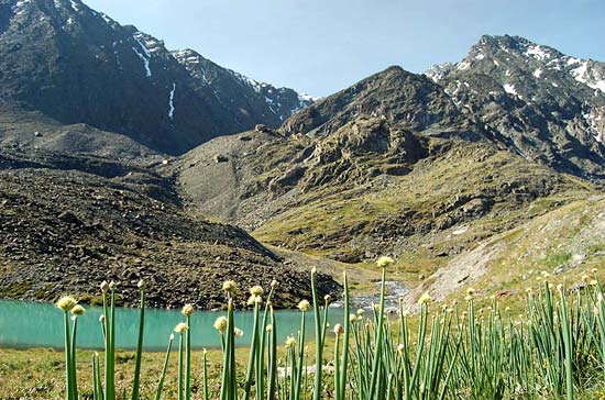 Долина реки Тура-Оюк. Дикий лук.