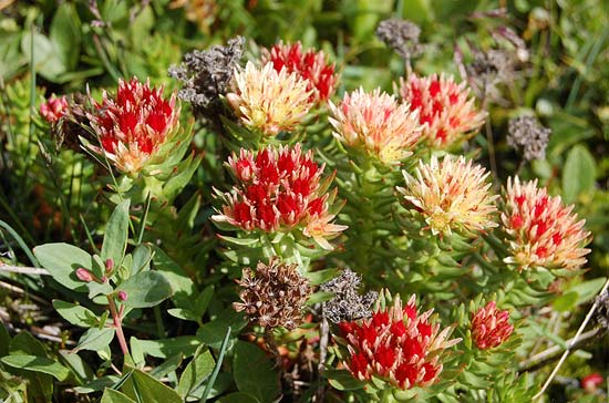 Горные цветы