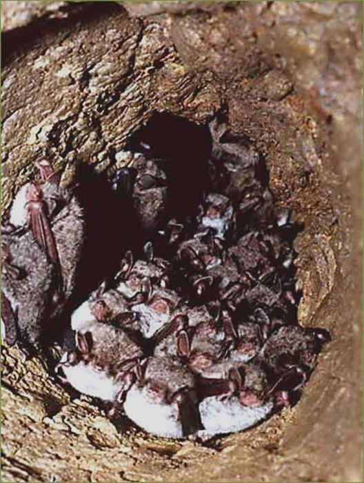 Водяные ночницы в Барсуковой пещере