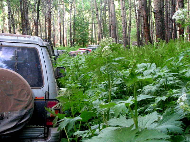 Off-road на Салаире