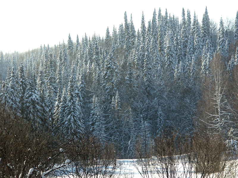 Салаирская тайга зимой