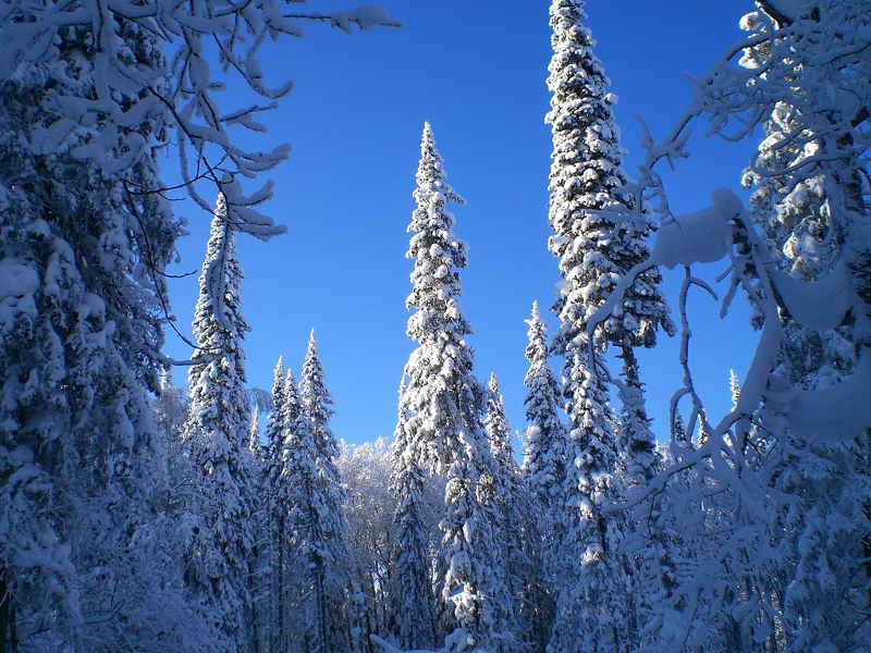 Зима на Салаире