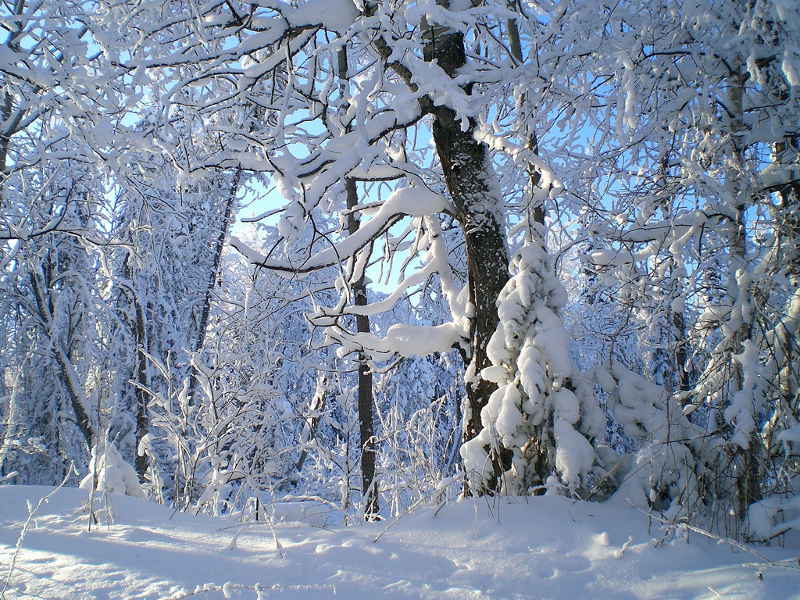 Зимняя сказка Салаирского кряжа
