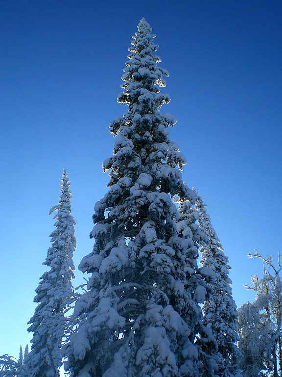 Столетняя пихта