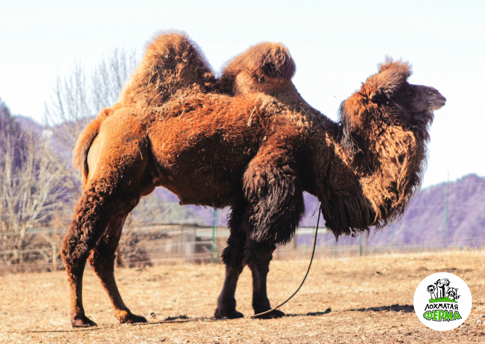 Лохматая ферма